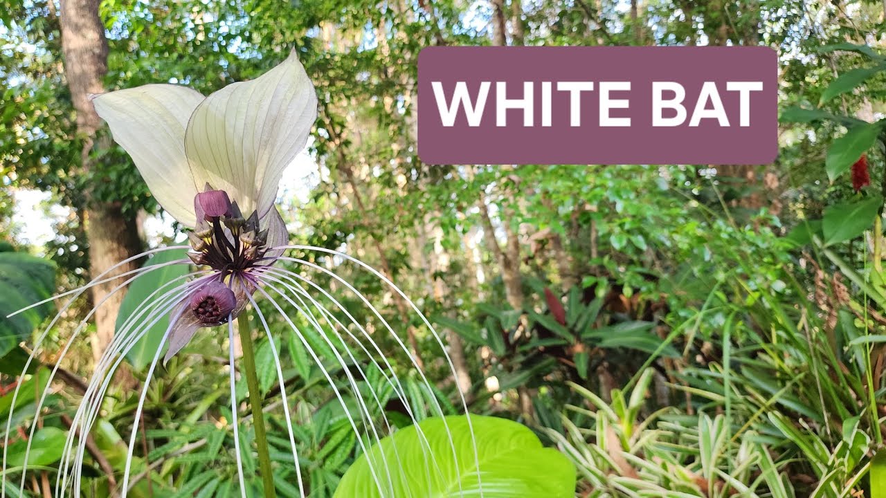 Spectacular White Bat Flower 