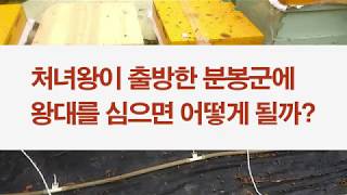처녀왕이 출방한 분봉군에 실수로 왕대를 달아 주면 어떻게 될까?