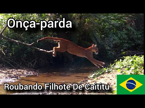 Onça-parda Roubando Filhote De Caititu. Roraima e Mato Grosso.