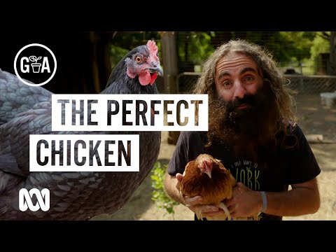 Choose the right chicken for your backyard | Gardening 101 | Gardening Australia