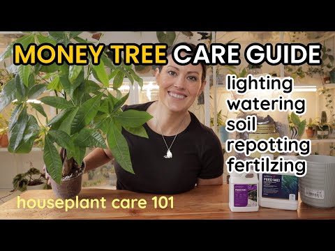 How To Care For Money Tree Plant - Watering, Light, Soil, Repotting & Fertilize -Houseplant Care 101