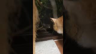 穏やかに威嚇する我が家の猫#shorts #ショート