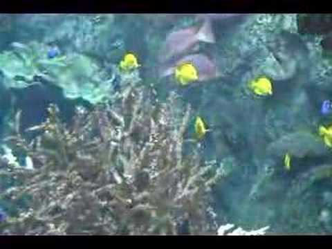 Tropical fish swimming over reef coral