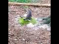 Gray Tabby Pounces On Gray Tabby With A Bite Shorts