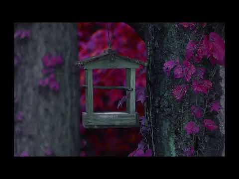 download lagu mp3 mp4 Jim O Rourke Steamroom 40, download lagu Jim O Rourke Steamroom 40 gratis, unduh video klip Download Jim O Rourke Steamroom 40 Mp3 dan Mp4 Viral Gratis