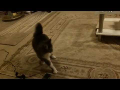 Epic Slo-Mo Cat Fight
