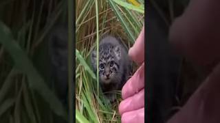 순한 길냥이인줄 알고 키웠는데...