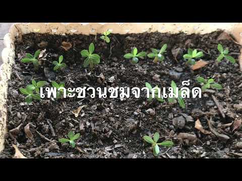 คลิกเพื่อดูคลิปวิดีโอ