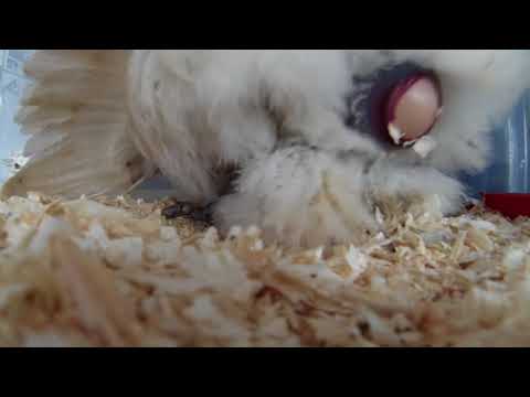 Chicken Laying an Egg EXTREME CLOSE UP WITH THE GOPRO!!