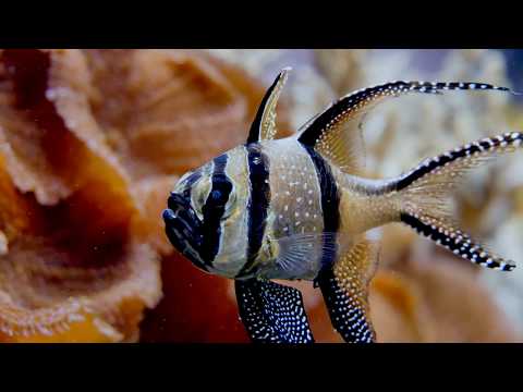 Olijo - The Sight Full of Light