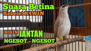 Download lagu suara trucuk betina birahi minta K4W1N perangsang Bunyi ampuh mp3