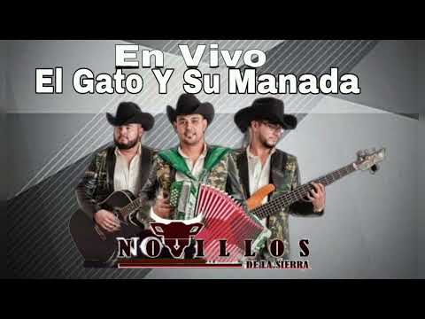 El Gato Y Su Manada - Novillos De La Sierra - (En Vivo)