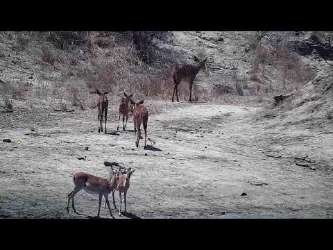 Djuma: Nyalas and Impalas drink at dam - 11:32 - 09/23/21