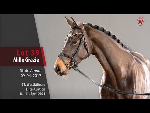 61. Westfälische Elite-Auktion Lot 39 Mille Grazie Stute v. Martinez - Fürst Rousseau