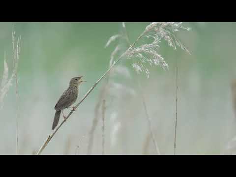 Syngende græshoppesanger