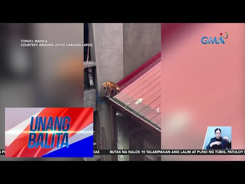 Asong nasa bubong ng bahay sa gitna ng tirik ng araw, nasagip UB