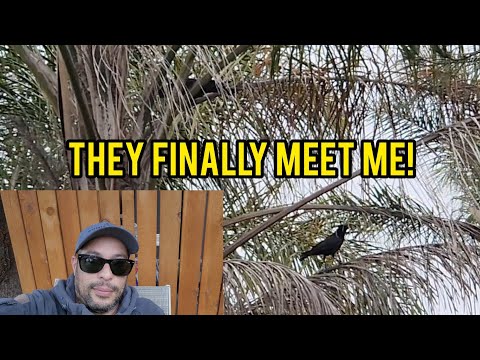 How To Befriend Wild Crows - First Meeting
