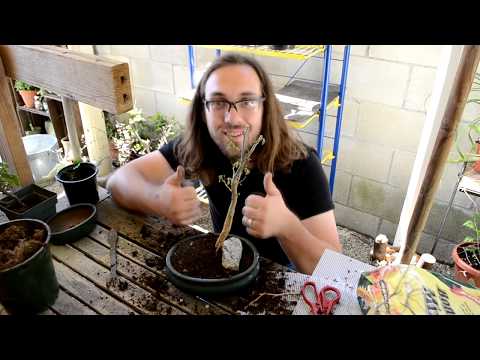 ► How to make bonsai for beginners - HD 2019 - #12 (Bonsai)