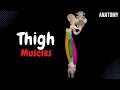 Muscles of the Thigh (Division, Origin, Insertion, Function)