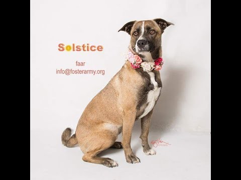 Solstice, an adoptable Husky & Cattle Dog Mix in Riverside, CA_image-1