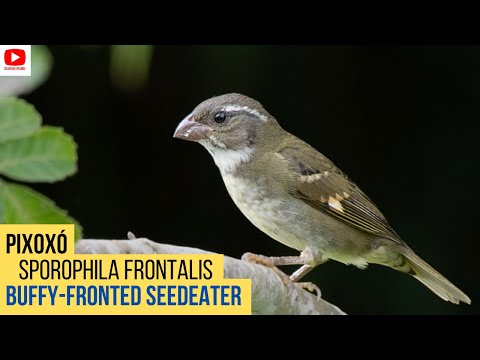 Kňažík bambusový (Sporophila frontalis) — spev a hlas v prírode