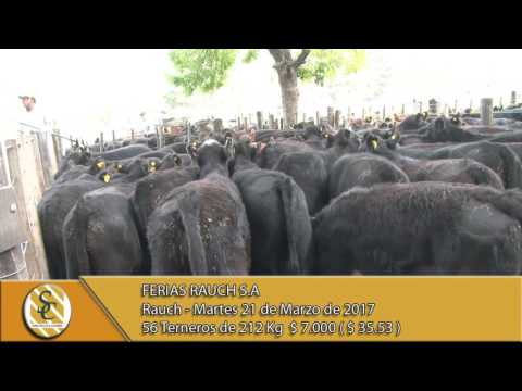 21-03-17 Venta de machos - Ferias Rauch S.A - Rauch.