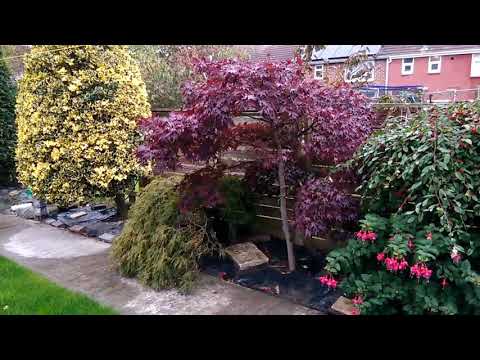 download lagu mp3 mp4 Mature Japanese Acer Trees For Sale, download lagu Mature Japanese Acer Trees For Sale gratis, unduh video klip Mature Japanese Acer Trees For Sale