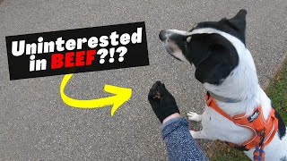 Why Isn’t My Dog Interested in Treats During Training?