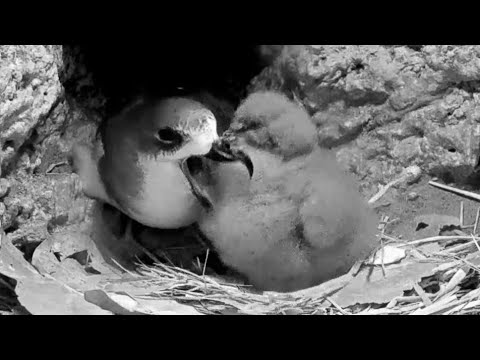 Bermuda Cahow | Mom come to feed baby in Nest | Mar 5, 22