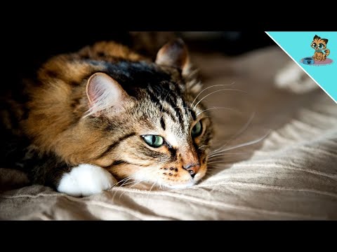 Does Your Cat Miss You When You Leave?