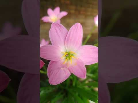 love is in the blossoms where you can find joy 😊 #hi nanaa #bgm #love #music #flowers