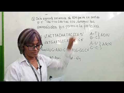 Prof. Jenny Ulloa. Ejercicios de Sintesis de Proteinas