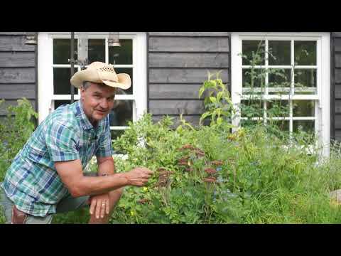 Antony's Garden Tips / Spring Summer 2022 - Sedum Chelsea Chop 🌿🌸 Working with Weeds / No Mow May