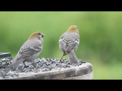 Pine Grosbeak in Homer, Alaska