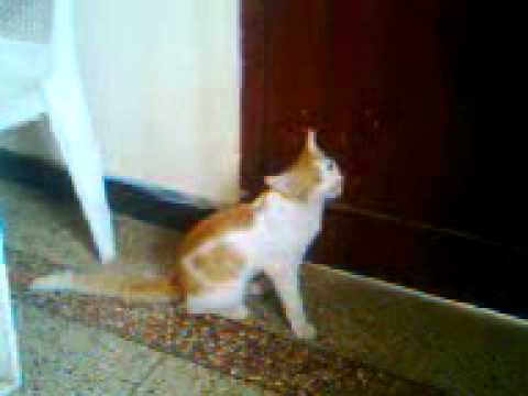 When my cat want me to open door