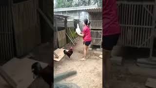 Download lagu cara kwinkan ayam #shorts mp3