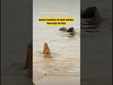 Reserva de lobos marinos. Puerto Mar Del Plata #buenosaires #argentina 🇦🇷 #cazzu #Jujeña