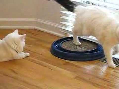 Cats play with ball toy
