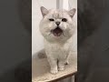 Cat Sound To Attract Cats Type 2 Realistic Multiple Loud Meows