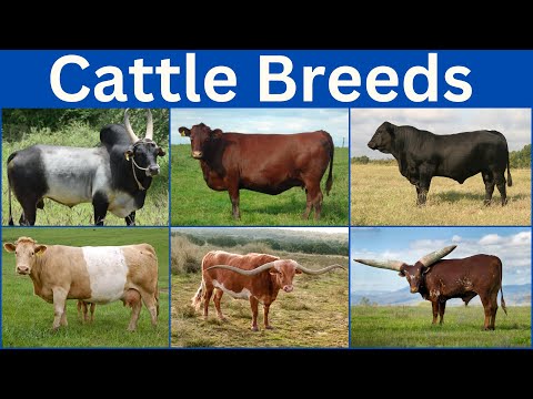 The Most Fascinating Cattle Breeds from Every Nation