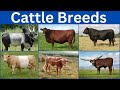 The Most Fascinating Cattle Breeds From Every Nation
