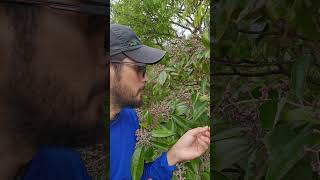 o melhor remédio que tem pro caba ficar ligeiro