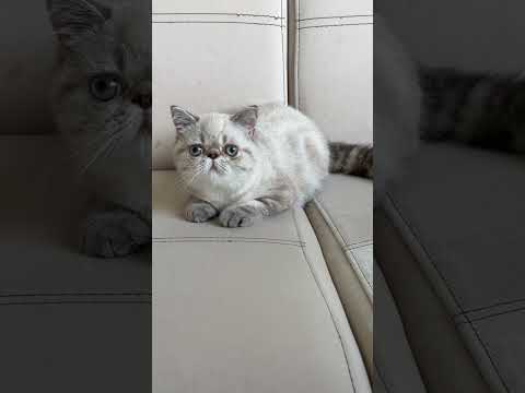 #Seallynxpoint #exoticshorhair