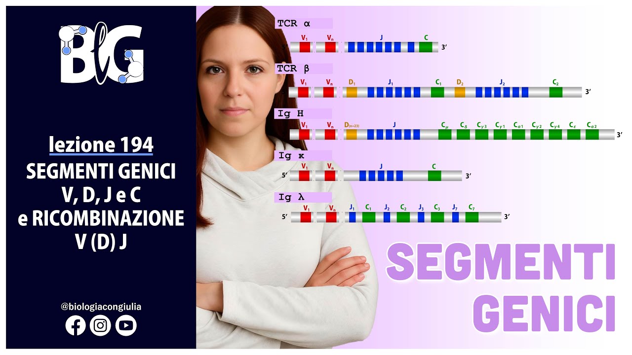 V, D, J, and C GENE SEGMENTS and V(D)J Recombination