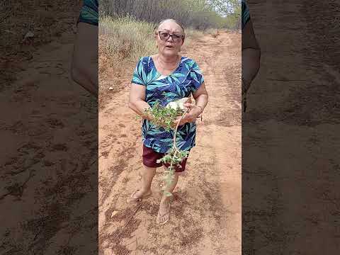 o sítio saco do feijão quixaba pb, manhã da terça 21/07/26 indo embora pra casa quixaba.