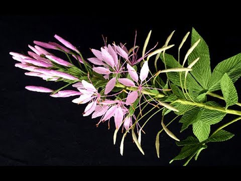 ABC TV | How To Make Cleome Hassleriana Flower From Crepe Paper - Craft Tutorial