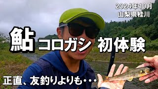 子持ち天然アユの引っ掛け釣りを初心者がやるとこんな感じです。2024年10月山梨県桂川で大鮎の引き味を体験する。