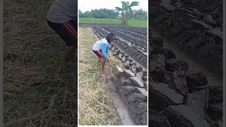 Download lagu This Tool Makes Farmers Happy #horticulture #ricefields #smartfarmers mp3