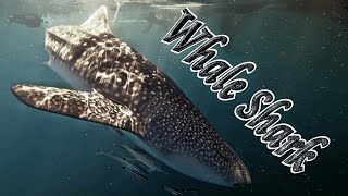 🐋🦈 Swimming with Whale Sharks 🤿