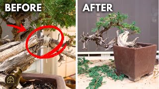 Bonsai Transformation: Salvaging and Wiring a Once-Broken Cascade Juniper Tree